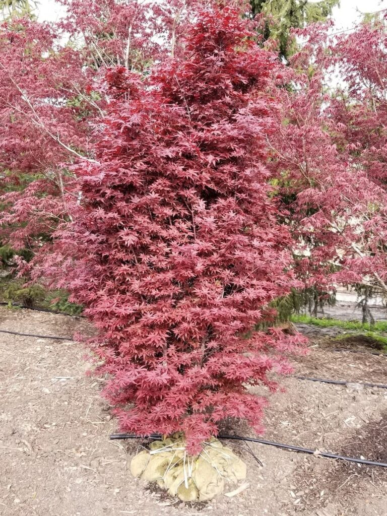 Acer Palmatum 'twombly's Red Sentinel'